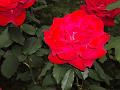 rose 028